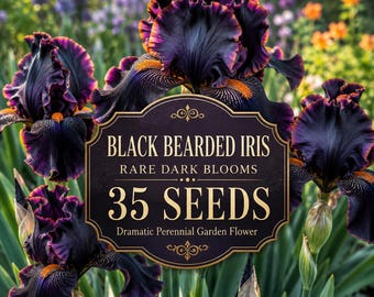 Semi rari di iris barbata nera / Fiori viola scuro-arancio (35 semi)