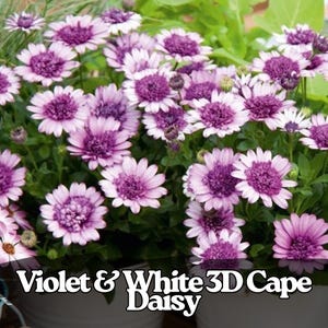 Puede incluir: Primer plano de un grupo de flores de margarita del Cabo violetas y blancas. Las flores tienen un centro morado oscuro y pétalos blancos con un tono violeta. El texto "Violet & White 3D Cape Daisy" está en la parte inferior.