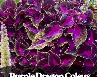 25 nasion Purple Dragon Coleus Roślina o żywych liściach, odważny cień, ogród i dekoracja wnętrz