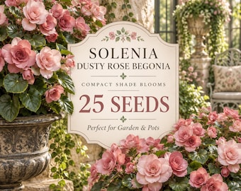 Solenia Dusty Rose Begonia Seeds | Compact Shade Blooms for Pots & Borders (25 Seeds)