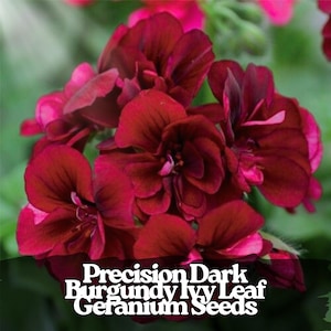 Könnte beinhalten: Nahaufnahme eines Clusters dunkelburgunderfarbener Geranienblüten mit mehreren Blütenblättern. Die Blüten stehen in voller Blüte und zeigen ihre satte Farbe und Textur. Der Text "Precision Dark Burgundy Ivy Leaf Geranium Seeds" ist enthalten.