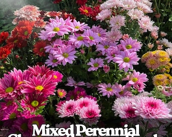 200 semi misti di crisantemo perenne / Cimelio non OGM / Fiori colorati e resistenti / Fiori da giardino autunnali