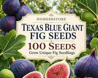 Texas Blue Giant Fig Seeds, Ficus carica, 100 Seeds, Unique Seedlings