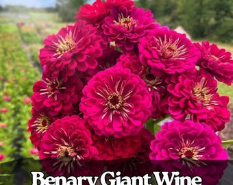 100 sementes de zínia gigante Benary: Jardim de flores de corte da Borgonha