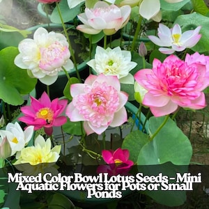 20 Mini Lotus Seeds – Mixed Color Dwarf Nelumbo Nucifera