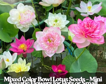 20 semi di mini loto – Nelumbo nucifera nano di colore misto