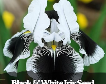 35 semi di iris bianco e nero – fiore perenne bicolore, zone 4–9