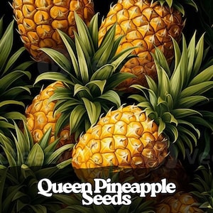 15 frön Queen Pineapple frön tropisk fruktväxt