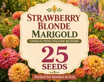 Strawberry Blonde Marigold Seeds | Pink-Yellow Blooms, Cottage Garden Annuals (25 Seeds)