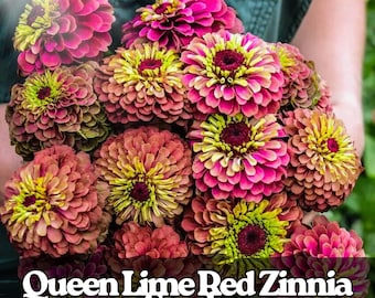100 Queen Lime Red Zinnia Samen - Bicolor Schnittblumen, Bestäuberfreundlich
