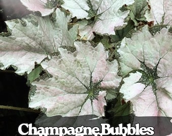 25 Champagne Bubbles Begonia Seeds: Rare Shade-Loving Blooms