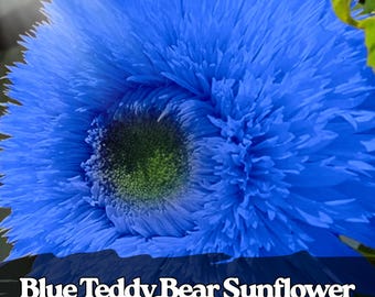 50 semi di girasole Blue Teddy Bear – Rari semi a doppia fioritura, non OGM