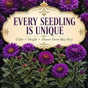 Seed-grown Purple Gem Marigold plants showing natural differences in flower color, form, and plant height.