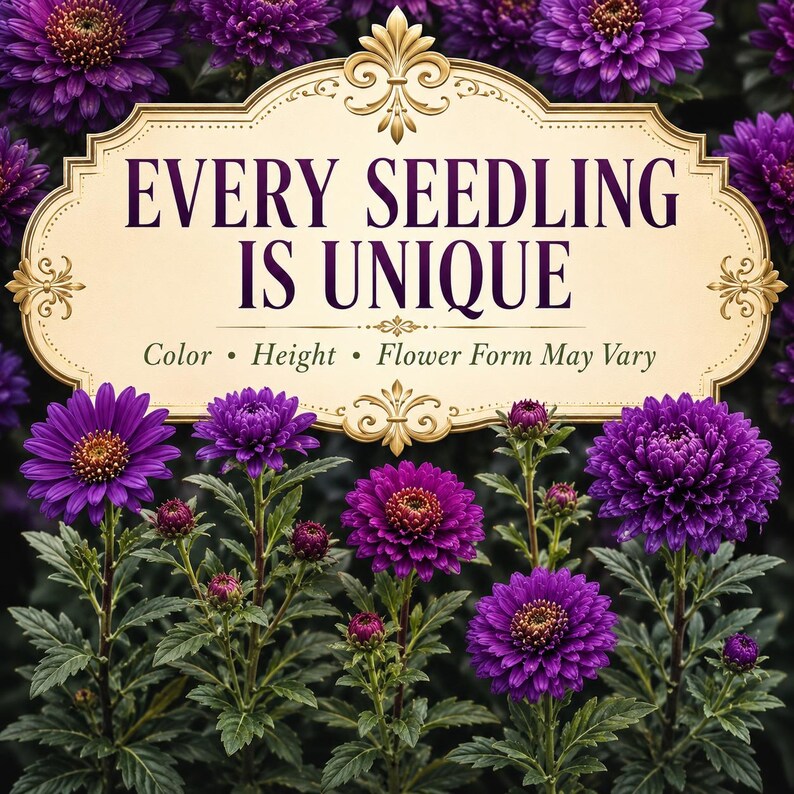 Seed-grown Purple Gem Marigold plants showing natural differences in flower color, form, and plant height.