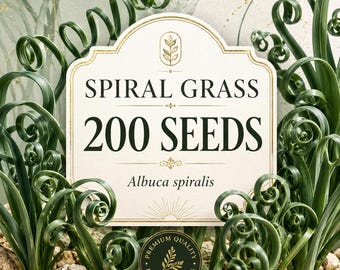 200 Albuca Spiralis Seeds, Corkscrew Spiral Grass Bulb Succulent, Unusual Curly Plant Pots
