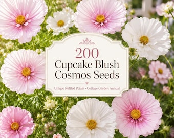 Cupcake Blush Cosmos Seeds | Ruffled Pink Flowers, Pollinator Friendly (200 Seeds)
