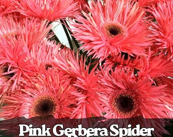 50 semi di gerbera rosa ragno: fioriture da giardino uniche