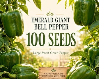 Emerald Giant Bell Pepper Seeds, Large Sweet Green Capsicum annuum (100 Seeds)