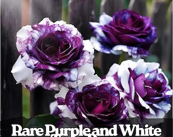 20 Purple & White Twin Rose Seeds – Rare Bi-Color Heirloom Variety