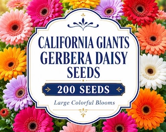 California Giants Gerbera Daisy Seeds, 200 Mixed Colorful Large Blooms, Cut Flowers