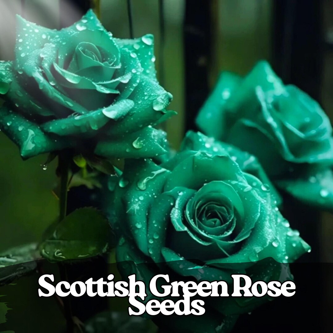20 Scottish Green Rose Seeds – Heirloom Non-gmo Flower Seeds - Etsy