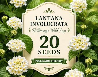 20 Lantana Involucrata Seeds, Native Buttonsage Wild Sage, Pollinator Friendly Shrub