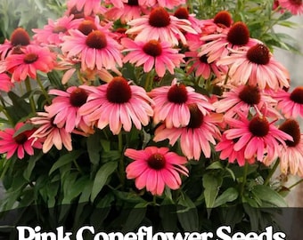 100 Pink Coneflower Seeds – Long-Blooming Perennial Flowers for Pollinator & Butterfly Gardens
