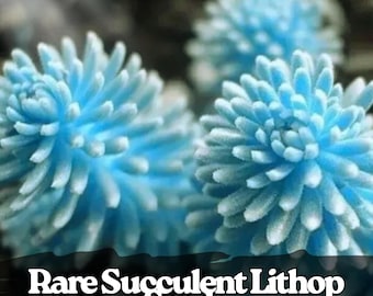 100 semi rari di Lithops – Succulenta di pietra viva, facile da coltivare