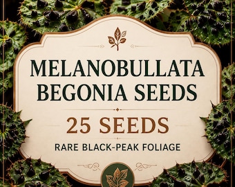 Melanobullata Begonia Seeds, Rare Black Peak Textured Foliage, Tropical Terrarium Houseplant, 25 Seeds