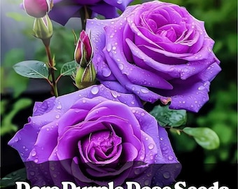 20 Rare Purple Rose Seeds – Heirloom Non-GMO