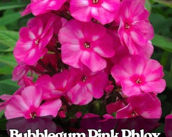 100 semi di Phlox rosa bubblegum, semi di fiori perenni luminosi per aiuole e bordure
