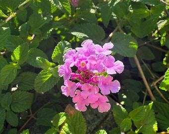 Lantana Ham and Eggs 20 Seeds: Pink & Yellow Butterfly Garden Flower