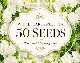 50 White Pearl Sweet Pea Seeds, Perennial Climbing Vine, Pure White Flowers
