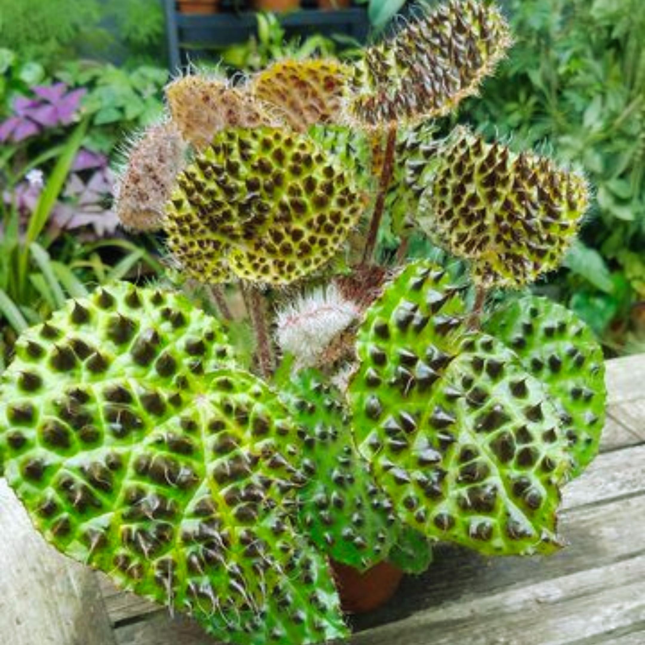 メラノブッラータベゴニア種子25粒：珍しい質感の観葉植物 - Etsy 日本