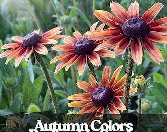 500 Autumn Colors Rudbeckia Seeds – Rustic Orange Black-Eyed Susan – Hardy Perennial for Garden Beds