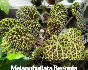 25 semi di Begonia Melanobullata: pianta rara con fogliame testurizzato