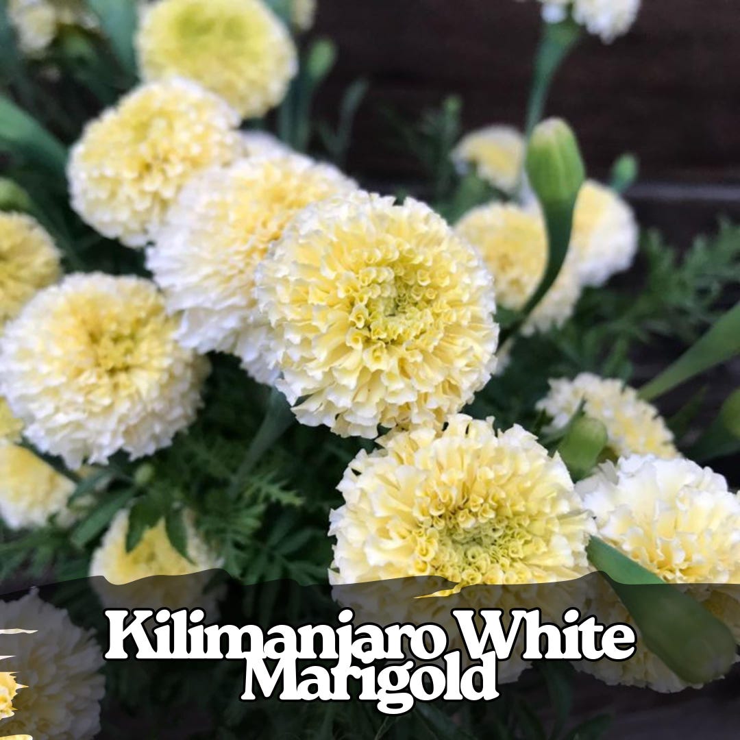 Marigold Seeds - (Tagetes spp.) - 100+ Seeds – Oak Summit Nursery