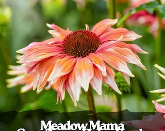 200 Meadow Mama Coneflower Daisy Seeds Colorful Wildflower Mix | Easy-to-Grow Perennial for Pollinator-Friendly Gardens