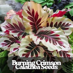 Puede incluir: Primer plano de una planta de Calathea con hojas grandes de color crema con llamativos patrones burdeos y verde oscuro. El texto "Burning Crimson Calathea Seeds" es visible en la parte inferior de la imagen. La planta está rodeada de otras plantas verdes.