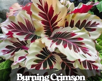 25 semi di Calathea cremisi ardente / Fogliame tropicale raro