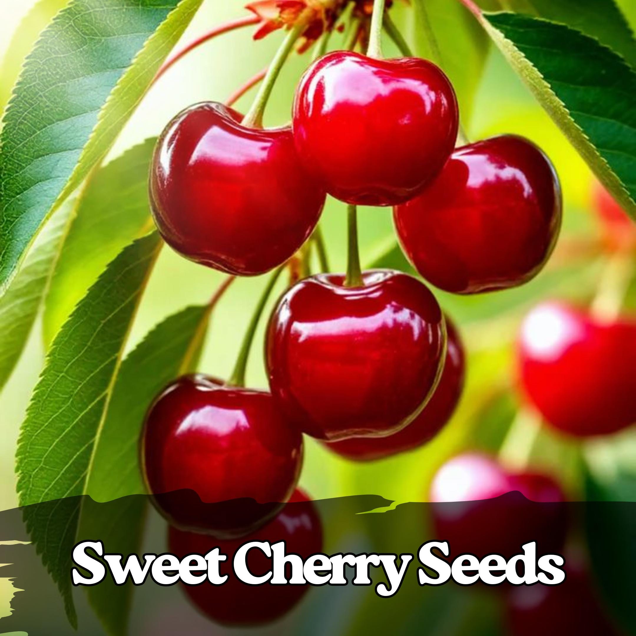 15 Sweet Cherry Seeds – Heirloom Red Fruit Tree - Etsy
