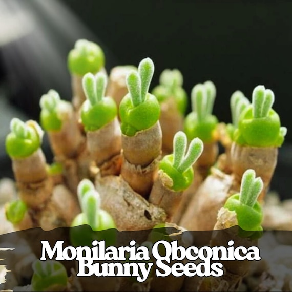 100 Monilaria Obconica Bunny Succulent Seeds  Rare Living Plant