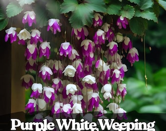 25 semi di begonia piangente viola e bianca: fiori a cascata in cesto appeso
