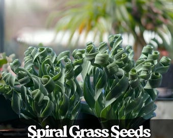 200 Spiral Grass Seeds – Rare Curly Succulent for Bonsai