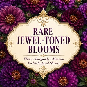 Purple Gem Marigold flowers displaying potential plum, burgundy, maroon, and violet-inspired color variations.