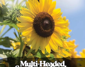 50 Multi-Headed Sunflower Seeds | Rare Heirloom Variety
