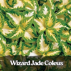 May include: Close-up of Wizard Jade Coleus plant with green, yellow, and white variegated leaves. The leaves have a textured appearance and are arranged in a dense pattern. The image is well-lit, showcasing the plant's vibrant colors.