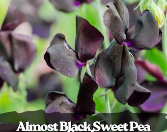 50 Almost Black Sweet Pea Seeds: Rare Burgundy Climbing Vine
