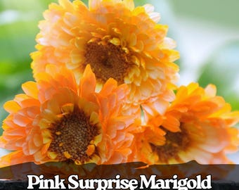 25 Pink Surprise Marigold Seeds: Soft Pink Blooms