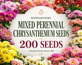 Perennial Chrysanthemum Seeds, 200 Count, Colorful Hardy Flower Mix for Gardens